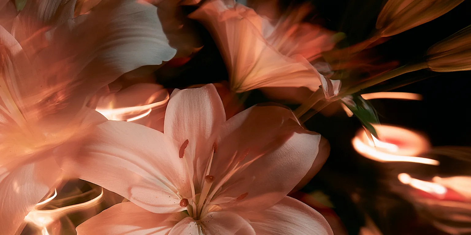 Lilies